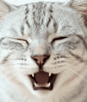 打哈欠的灰色条纹猫咪特写5712#横屏 