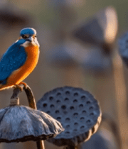 翠鸟栖息于莲蓬之上14066#横屏 