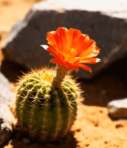 沙漠中带花的仙人球特写11968#横屏 