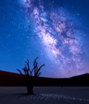 沙漠夜空下的枯树与星空4519#横屏 