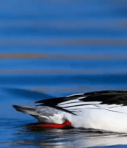 沙漠夕阳下的红色岩石景观2778#横屏 