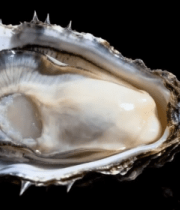 打开的新鲜生蚝特写素材2133#横屏 