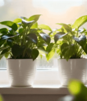 窗台上的绿植盆栽5767#横屏 