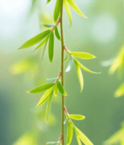 垂柳柳枝柳叶特写素材11798#横屏 