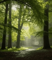 森林中阳光穿透树木景象8252#横屏 