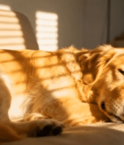 沙发上熟睡的金毛犬6110#横屏 