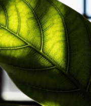 窗前绿叶阳光照射特写13069#横屏 