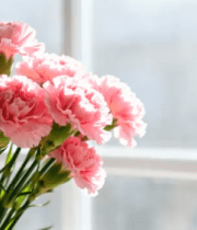 窗前粉色康乃馨特写7893#横屏 