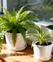 窗台上的绿植盆栽(1)12725#横屏 