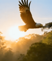 森林中雄鹰展翅飞翔13954#横屏 