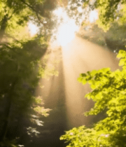 森林阳光穿透树叶景象13970#横屏 