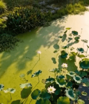 池塘荷花荷叶自然风光(1)9736#横屏 