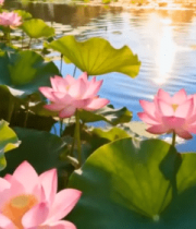 池塘荷花荷叶自然风光4355#横屏 