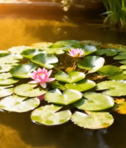 池塘中漂浮的睡莲与荷叶9221#横屏 