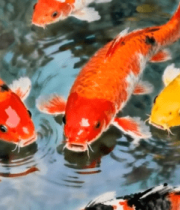 厨师手持新鲜出炉的披萨8770#横屏 