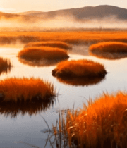 日出时湿地芦苇景观3908#横屏 