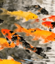 池塘中游动的多彩锦鲤274#横屏 
