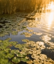 	 池塘荷叶与落日景观3042#横屏 