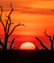 日落时分枯树剪影景观14451#横屏 