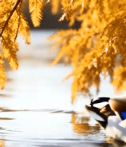 日出时分云层与阳光景象3667#横屏 