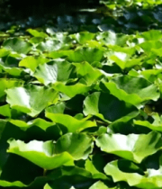 池塘荷叶特写12334#横屏 