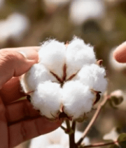 人手采摘棉花近景3903#横屏 