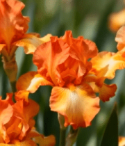 橙色鸢尾花特写12117#横屏 