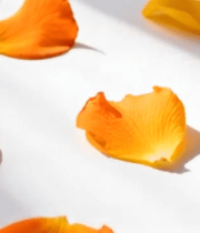 	 橙黄色玫瑰花瓣特写2818#横屏 