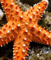 橙色海星特写素材9319#横屏 