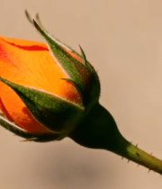 橙色玫瑰花微距特写12944#横屏 