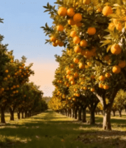 橙子果园果实累累景象15006#横屏 