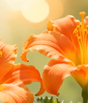 橙色花朵特写5386#横屏 