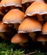 橙色蘑菇微距特写1481#横屏 