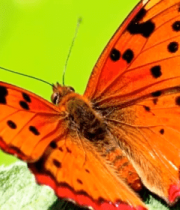 橙色蝴蝶特写4716#横屏 