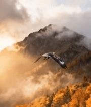 秋日山林雄鹰翱翔景象13376#横屏 