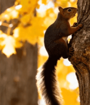 秋日松鼠攀爬树干画面2577#横屏 