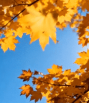 秋日阳光下的枫叶3826#横屏 