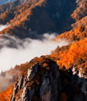 秋日山间云海红叶景观6528#横屏 