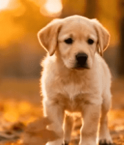 秋日树林中小狗站立画面8582#横屏 