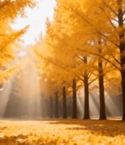 秋日银杏林阳光洒落景象10941#横屏 