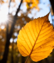 秋日阳光下的金黄树叶特写3972#横屏 