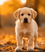 秋日树林中小狗站立画面8582#横屏 