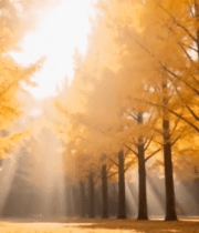 秋日银杏林阳光洒落景象10941#横屏 