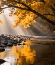 秋日森林溪流阳光洒落景象2227#横屏 