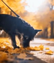 秋日公园小狗嗅闻落叶画面15019#横屏 