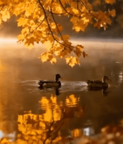 秋日湖面野鸭游弋景象10679#横屏 