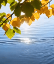 秋日湖面鸭子游弋景象13994#横屏 