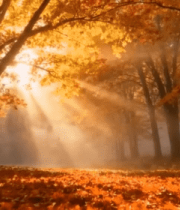 秋日森林阳光穿透树林景象(4)10876#横屏 