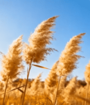 秋日芦苇荡自然风光723#横屏 