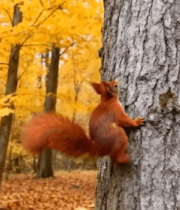 秋日森林松鼠爬树画面5017#横屏 